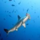 HAMMERHEADS