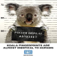 Koalas