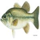 Bass