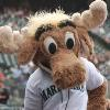 Mariner Moose