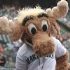 Mariner Moose