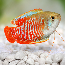 Gouramis