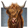 Heilan Coos