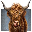 Heilan Coos