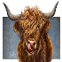 Heilan Coos