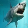 Sharks