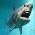 Sharks