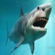 Sharks