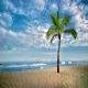 Palm trees