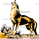 Coyotes
