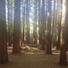 Redwoods