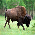Bison