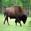 Bison