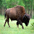 Bison