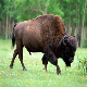 Bison