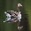 Grey Geese
