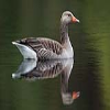 Grey Geese