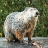 Groundhogs
