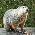 Groundhogs