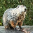 Groundhogs