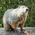 Groundhogs