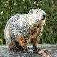Groundhogs