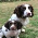 Spaniels