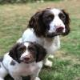 Spaniels