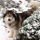 Huskies 3