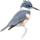 Kingfishers