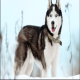 Huskies