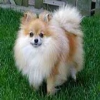 Pomeranians