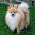 Pomeranians