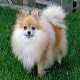 Pomeranians