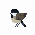 Chickadees