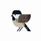 Chickadees