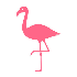 Flamingos