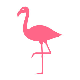 Flamingos