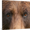 Bears