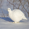 Ptarmigans