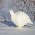 Ptarmigans