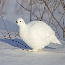 Ptarmigans