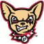 Chihuahuas