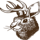 Jackalopes