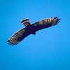 Hawks
